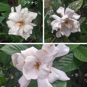 クチナシ,広島市　縮景園,日本庭園,真っ白,いつもありがとうの画像