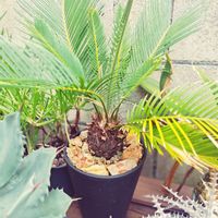 ソテツ,蘇鉄,塊根植物,新芽,黒プラ鉢の画像
