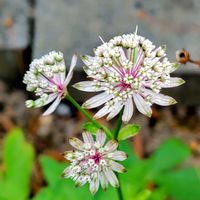 地植え,❤️いいね、ありがとう,原生花園の様なウチの庭の画像