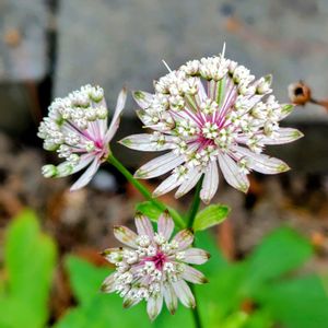 地植え,❤️いいね、ありがとう,原生花園の様なウチの庭の画像