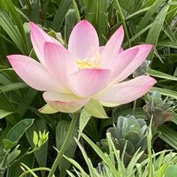 ハス,ポンテデリア,ミョウガの画像