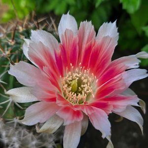 サボテン,花サボテン,多肉植物,サボテンの花,花のある暮らしの画像