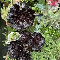 ギボウシ,ヤツデ,フウチソウ,多肉植物,多肉寄せ植えの画像