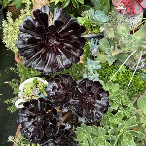 ギボウシ,ヤツデ,フウチソウ,多肉植物,多肉寄せ植えの画像