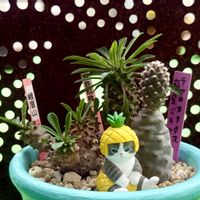 パイナップルコーン,蛾眉山,スタペリア アンゴレンシス,多肉植物,ユーフォルビアの画像