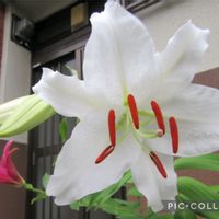 カサブランカ,オリエンタルリリー,カネコ種苗の画像