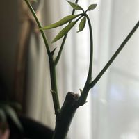 パキラ,実生 パキラの画像