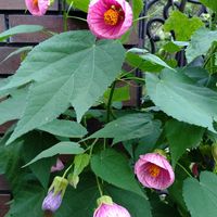 アブチロン,サボテン,ギムノカリキウム,アブチロンサテンピンクの画像