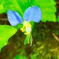 畑の作物,我が家の雑草,我が家の雑草園より☘️,庭の画像