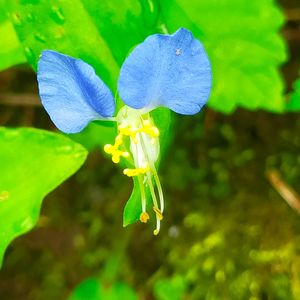 畑の作物,我が家の雑草,我が家の雑草園より☘️,庭の画像