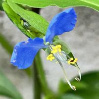 オシロイバナ,ツユクサ,ノウゼンカズラ,今日のお花,今朝のウォーキングの画像