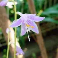 ギボウシ,鉢植え,紫の花,庭の画像