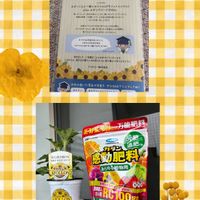 ミニバラ,グリーンアイス,グリーンアイス,当選しました,真っ赤なミニ薔薇の画像