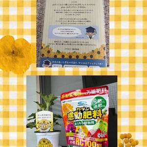 ミニバラ,グリーンアイス,グリーンアイス,当選しました,真っ赤なミニ薔薇の画像