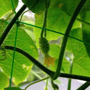 ミニトマト,キワーノ,グリーンカーテン,ウィンドウボックスの画像