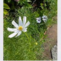 コスモス,オステオスペルマム,ガーデニング,花のある暮らし,小さな庭の画像