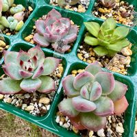 キャラリアン ,水蜜桃,チューリップス,多肉植物,多肉棚の画像