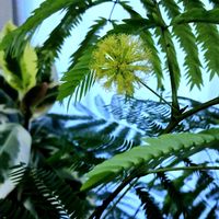 エバーフレッシュ,エバーフレッシュ,コヨバ・アルボレア　var.　アングスティフォリア,観葉植物,葉っぱの画像