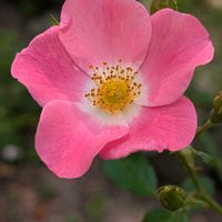 ツユクサ,お花,今日のお花,ばら バラ 薔薇,ウォーキングにての画像