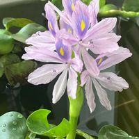 ホテイアオイの画像