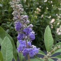 セイヨウニンジンボク,セイヨウニンジンボク,綺麗,欲しかったお花,青い花マニアの画像