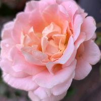 薔薇,寄植え,ハンギング,玄関アプローチ,庭の画像