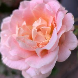 薔薇,寄植え,ハンギング,玄関アプローチ,庭の画像