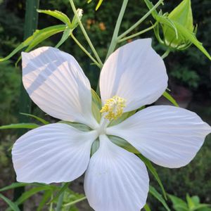 モミジアオイ,地植え,花のある暮らし,ありがとう❤️,お花だい好きの画像