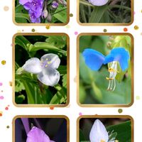 ツユクサ,多肉植物,ベランダガーデン,雨粒,癒しの画像
