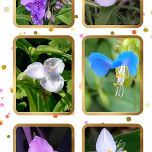 ツユクサ,多肉植物,ベランダガーデン,雨粒,癒しの画像