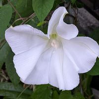 ヨルガオ,鬼百合,モミジアオイの蕾,夜顔/白花夕顔,カンナの蕾の画像