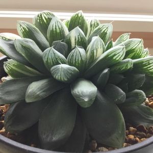 ハオルチア・マリン,多肉植物,ハオルチア属,窓辺の画像