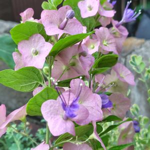 寄せ植え,花のある暮らし,小さな庭の画像