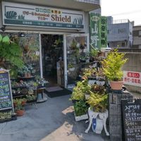 多肉植物,ウラボシ科,ビカクシダ属,食中植物,塊根の画像