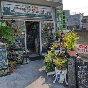 多肉植物,ウラボシ科,ビカクシダ属,食中植物,塊根の画像