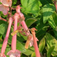 寄せ植え,花のある暮らし,小さな庭の画像