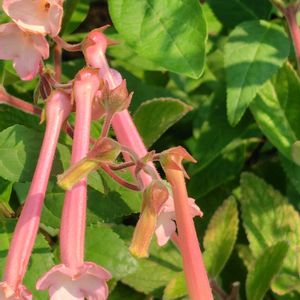 寄せ植え,花のある暮らし,小さな庭の画像