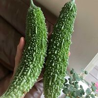 ゴーヤ,ゴーヤのグリーンカーテン,菌ちゃん農法,家庭菜園の画像