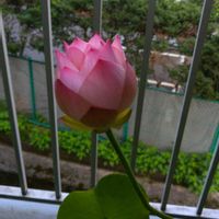 小舞妃,蓮 小舞妃,ベランダガーデニング,おおきくなったね♡,日々の成長を記録記録！^ ^の画像