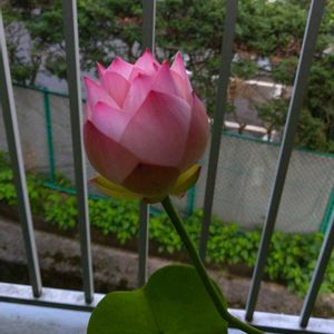 小舞妃,蓮 小舞妃,ベランダガーデニング,おおきくなったね♡,日々の成長を記録記録！^ ^の画像