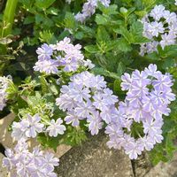 カリブラコア,ヒューケラ,スーパーベナ アイストゥインクル,夏の花,花のある暮らしの画像