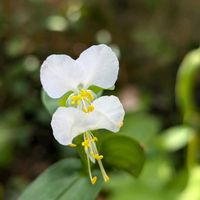 ツユクサ,ヤブラン,ノシラン,白花ツユクサ,山野草の画像