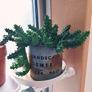 フェルニア,ガーデニング,多肉棚,多肉植物とサボテン,タニパトの画像