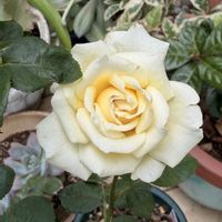 ブーゲンビリア,ガーデニング,ばら バラ 薔薇,庭の画像