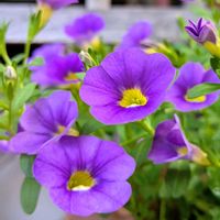 カリブラコア,鉢植え,お花のある暮らし,小さな庭の画像