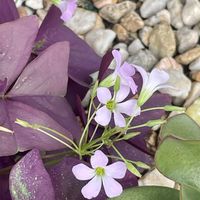 ヤブラン,オキザリス・トライアングラリス,ヤブミョウガ,インカノカタバミ Oxalis triangularis,斑入りアベリアの画像