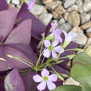 ヤブラン,オキザリス・トライアングラリス,ヤブミョウガ,インカノカタバミ Oxalis triangularis,斑入りアベリアの画像