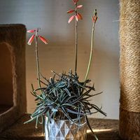 アロエ,アロエ・女王錦,アロエ パルブラ,アロエ属の画像
