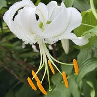 マンリョウ,ヤブコウジ,カノコユリ,ヤブコウジ(十両),ルドベキア アーバンサファリの画像