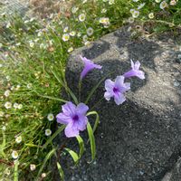 ヤナギバルイラソウの画像